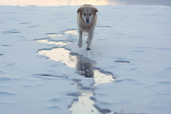 冬日雪地上的小狗图片