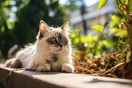 正在晒太阳的猫咪图片