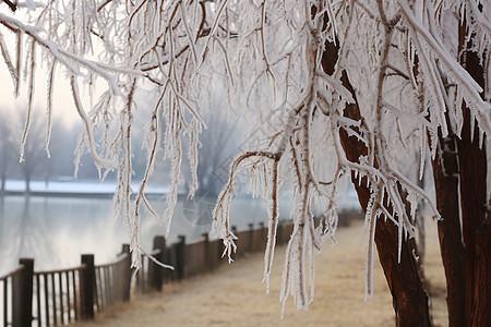 冬季湖边树木冰霜图片