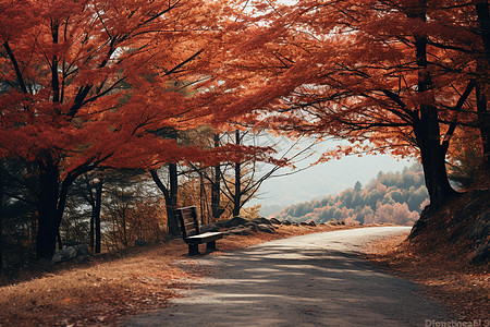 秋天的林荫路背景图片