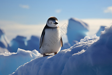 冰雪中的企鹅图片