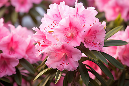 春季粉色花图片