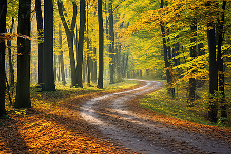 树缝间阳光秋日森林间的小路背景