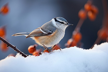 小鸟站在积雪的枝头图片