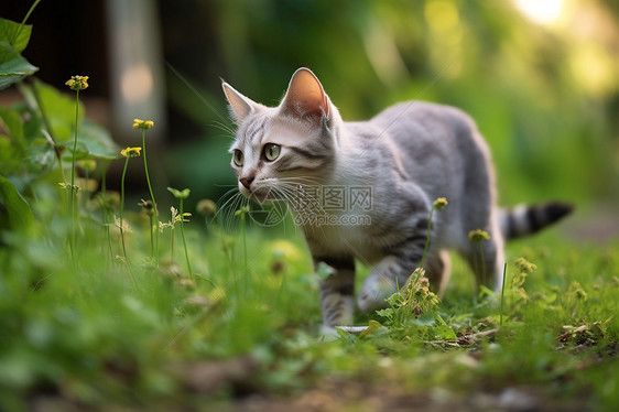 草地上的猫咪图片