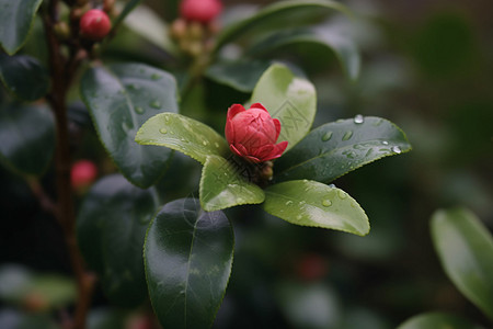 绿叶上的红色山茶花高清图片