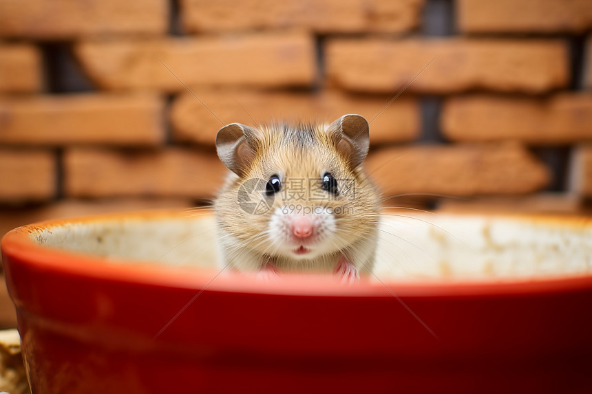 红碗里的小仓鼠图片