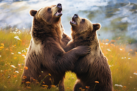 荒野中两只熊图片
