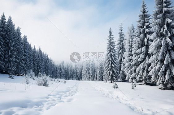 冬日林中的雪景图片