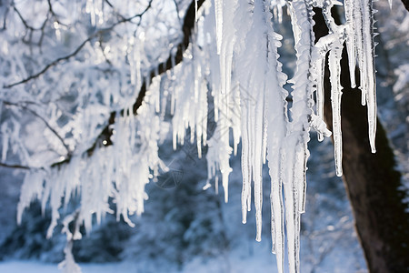 冰雪覆盖的树枝图片