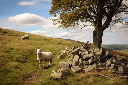 山坡上放牧的羊图片