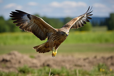 田野上飞翔的鹰背景图片