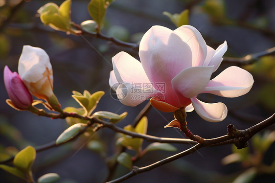 粉白花在枝头图片