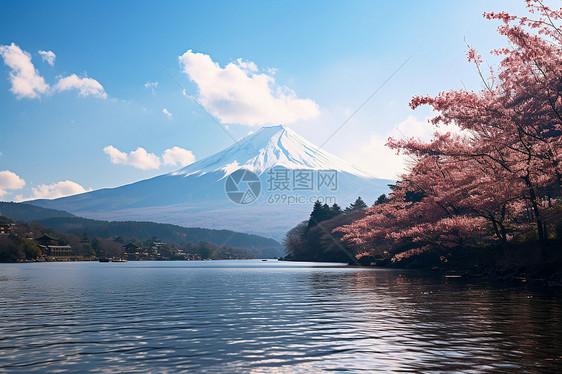 美丽的雪山和樱花图片