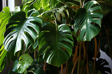 热带叶子背景图片