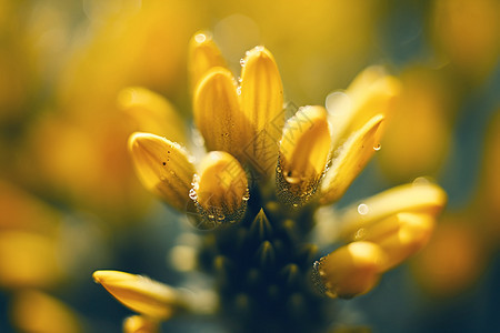 明亮的黄色花朵图片