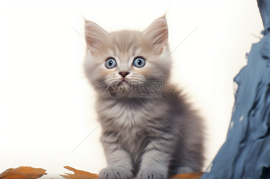 毛茸茸的英短猫图片