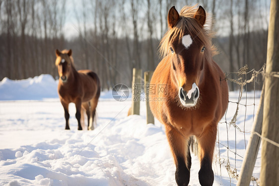 冬日牧场行走的马匹图片