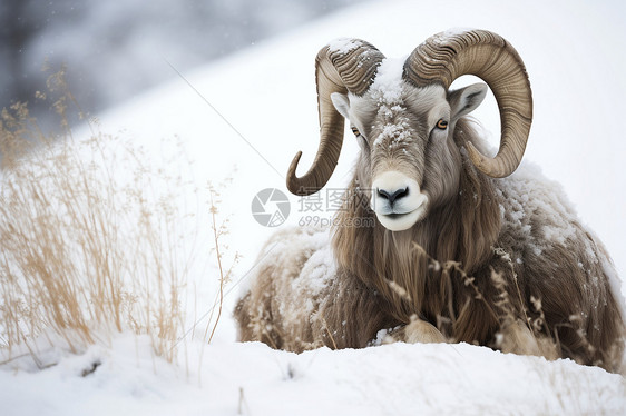 雪中的山羊图片