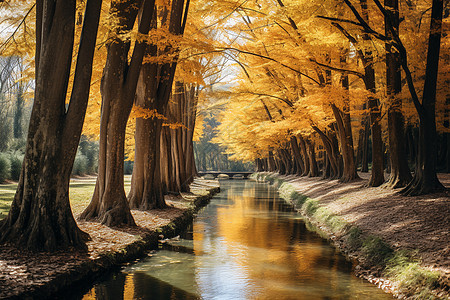 秋日的河流背景图片