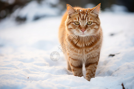 冬季雪漫步独雪地中漫步的橘色小猫背景