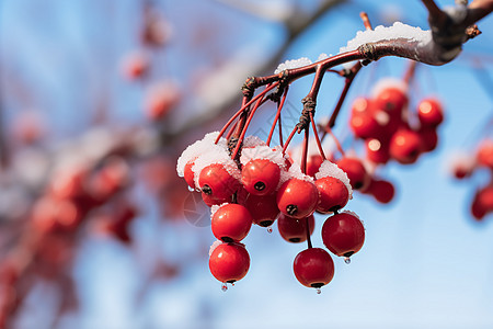 冬季雪后的红色浆果图片