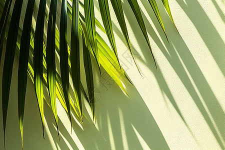 极简风格棕榈叶创意背景背景图片