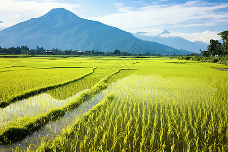 田园风光图片