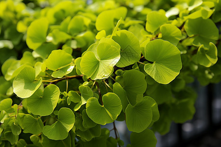 生机勃勃的植物背景图片