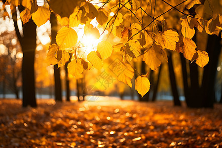 秋季夕阳下金黄色的树叶图片