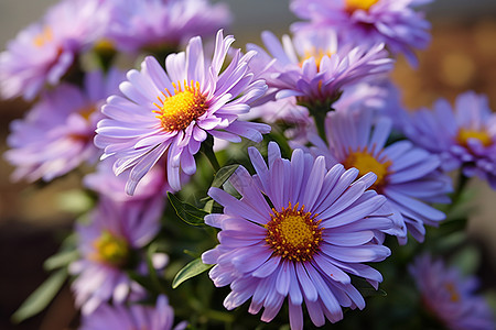 清新自然的紫色菊花图片