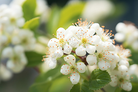 春季枝头白色的梨花图片