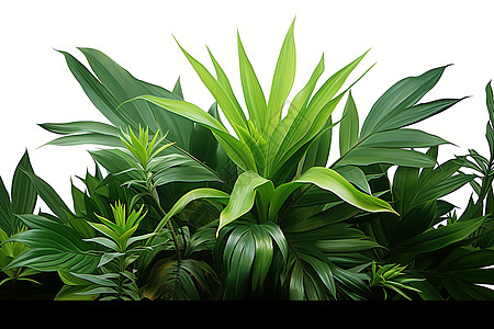 热带丛林中的棕榈叶背景图片