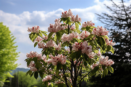 树枝上美丽的粉色花朵图片