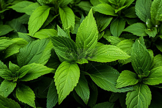 雨后清新的草本植物图片