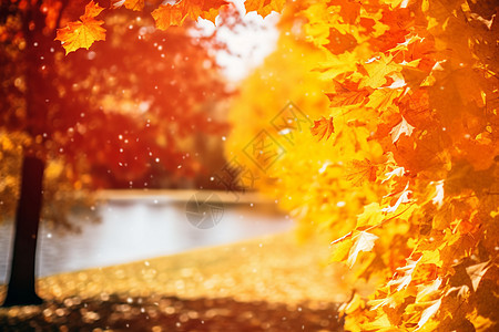 秋季户外的树叶图片