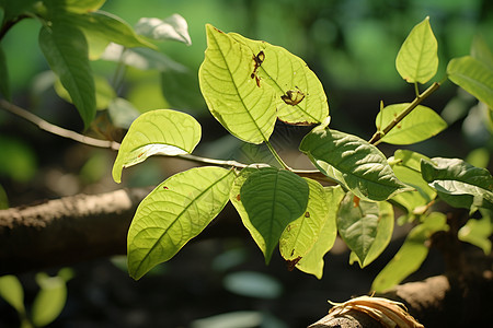 被虫子啃食的树叶图片