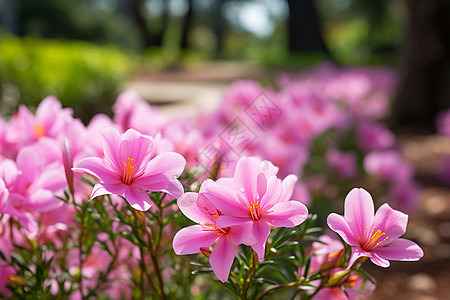 公园中的粉色小花图片