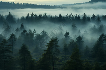 云雾缭绕的松树林背景