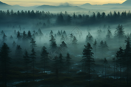 迷雾的松树森林图片