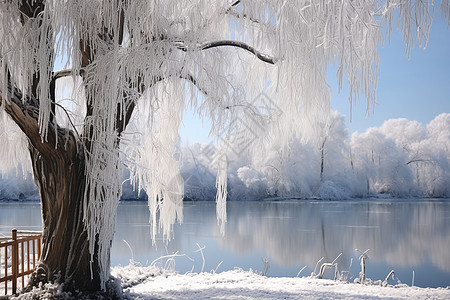 冬季湖畔冰冻的树林图片
