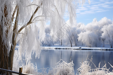 冬季河畔霜挂的树林图片