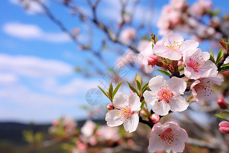春季果园中盛开的桃花图片