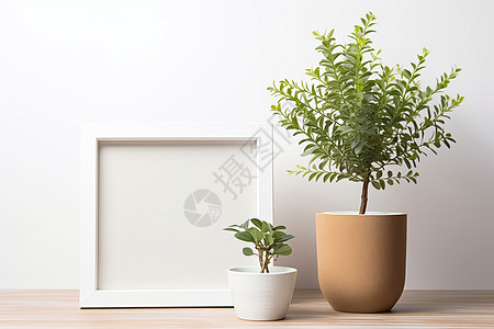 家中的盆栽植物图片