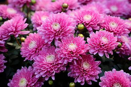 花朵中的粉色美丽图片