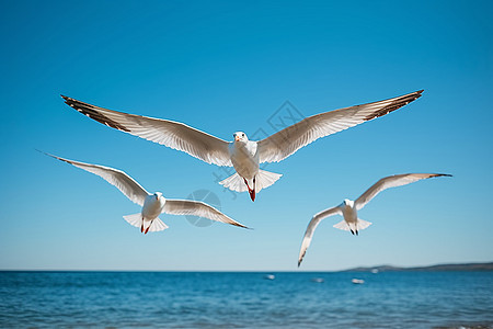 海上飞翔的海鸥图片