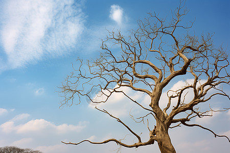 冬日蓝天下的孤寂之树背景图片