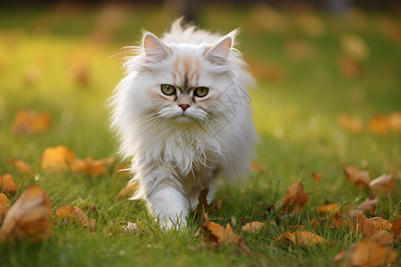 秋日漫步的猫咪图片