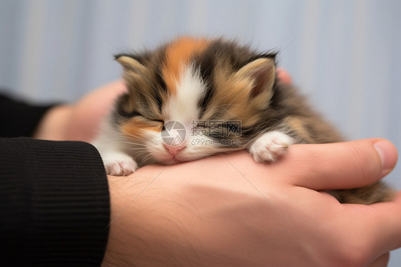 双手抱着小猫睡觉图片