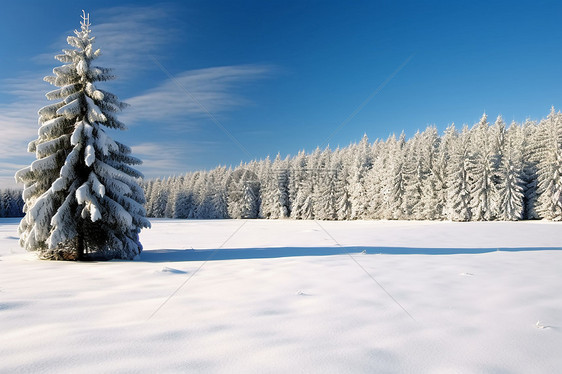 冰天雪地中孤独的树图片